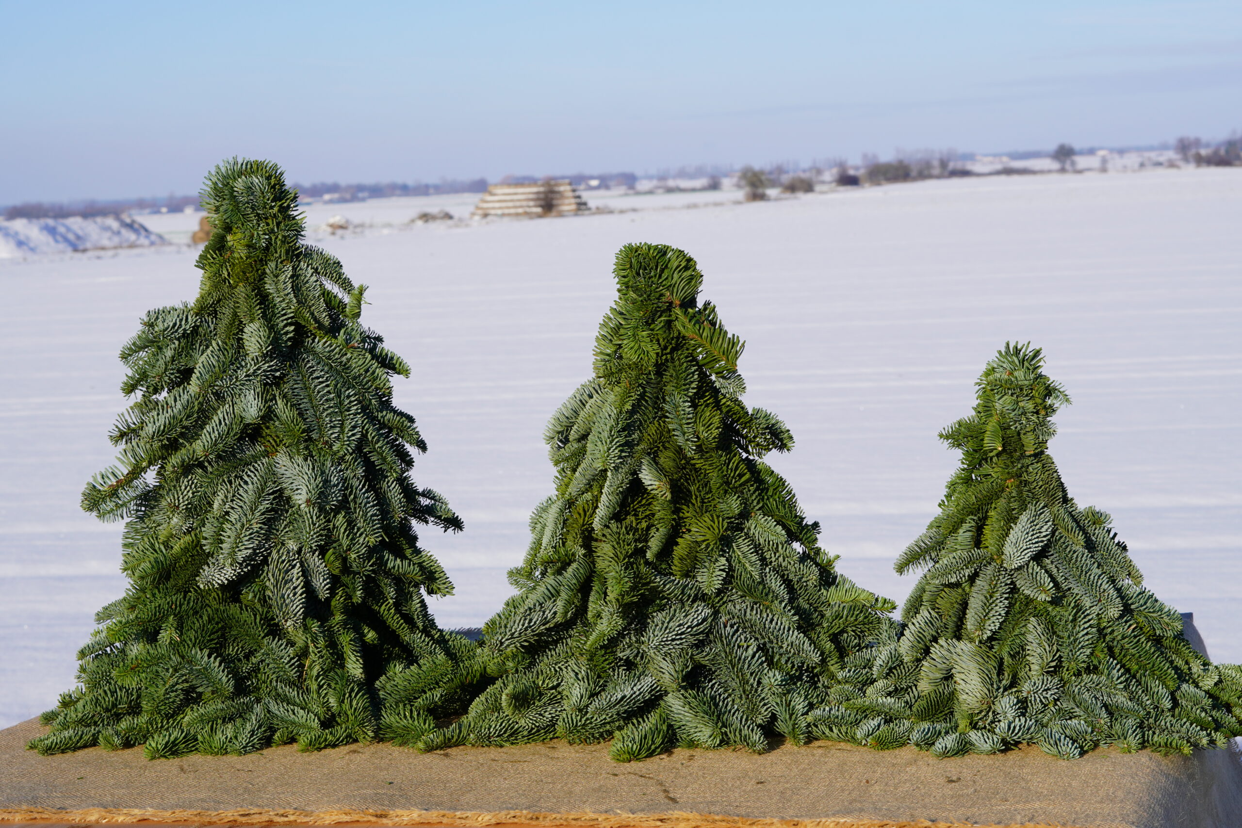 services-02 DSC02796 Scaled