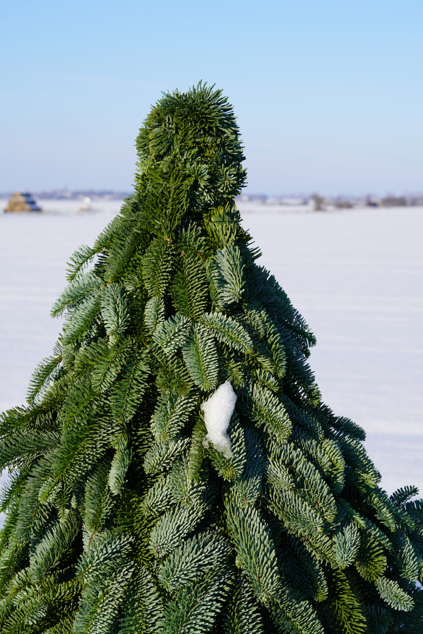 services-01 DSC02824 Scaled