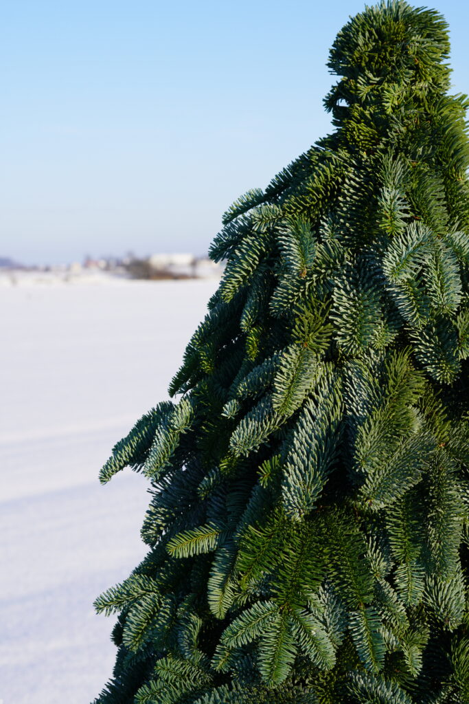 DSC02830 DSC02830 683x1024