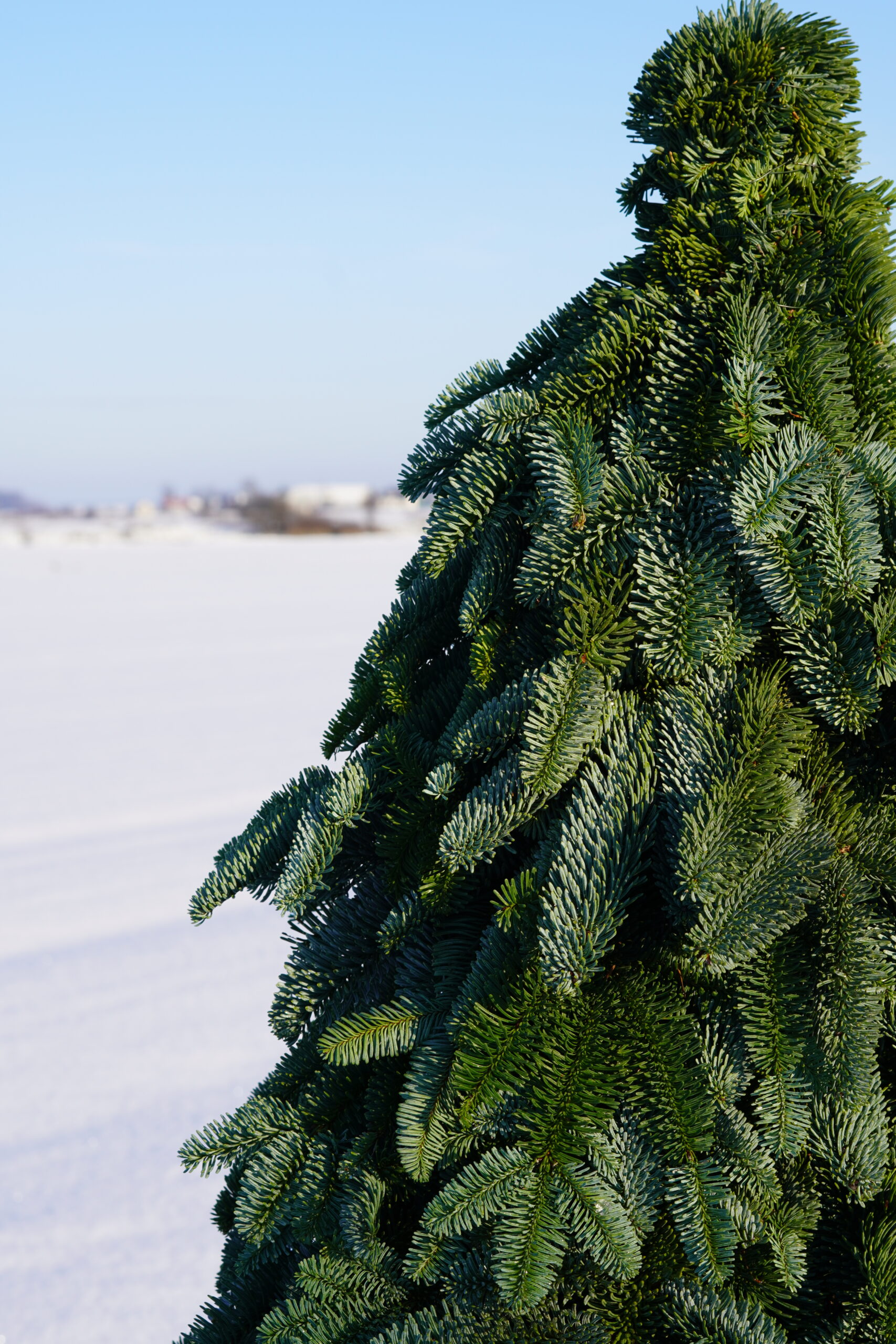 services-02 DSC02830 Scaled